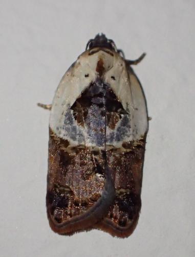 Réf. 267 359 : Acleris variegana